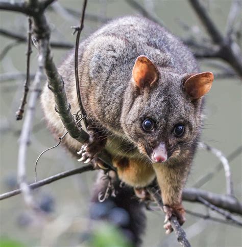 Possum removal erina Our possum catchers will give you an obligation-free quote that will detail what our services will entail