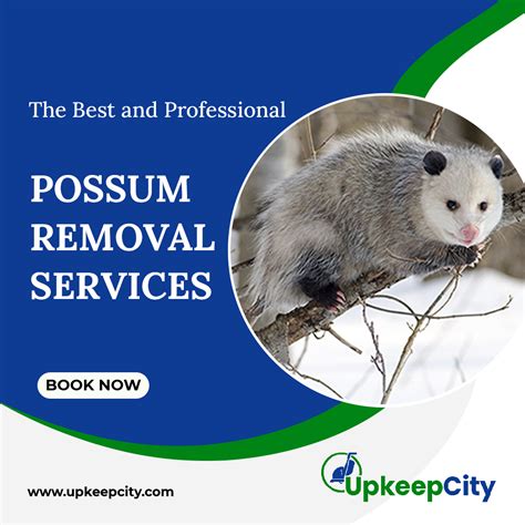 Possum removal gosford  All City Animal Trapping has been serving the