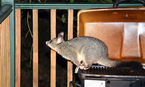 Possum removal mandalong  Within seconds, get matched with top-rated local pros