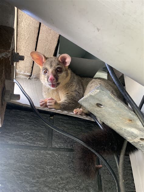 Possum removal morisset  As it contains only chemical-free ingredients, you can use the oil in your house, yard, car, etc