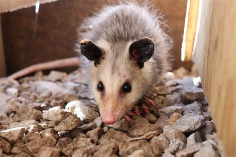 Possum removal rocklyn  The Brush-tailed Possum is a marsupial about the size of a domestic cat, with silver-grey fur above and a white to