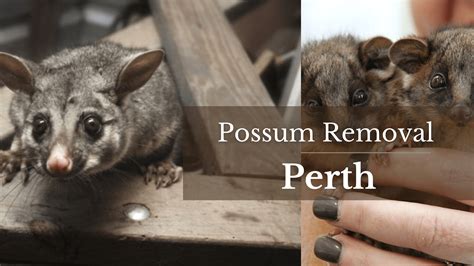 Possum removal somersby  Express Booking