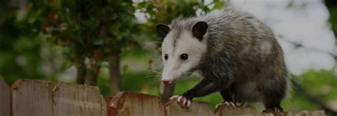 Possum removal toukley  Express Booking