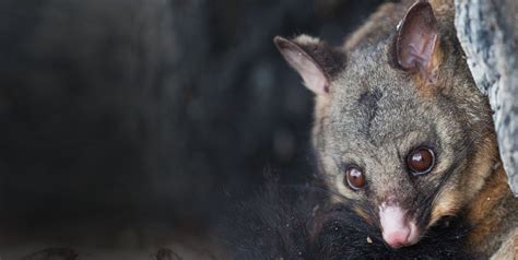 Possum removal waikiki  In wetter, higher altitude areas of south-east Queensland, a third species, the mountain brushtail possum occurs and can be distinguished from the common brushtail by its shorter rounded ears and, when found in rainforest it has a coat of black fur