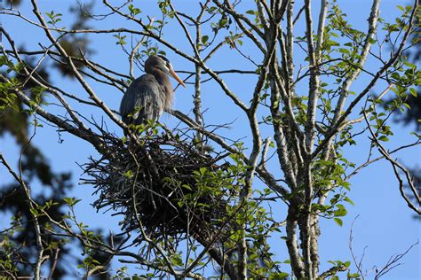 2024 Post Point Heron Colony Management …