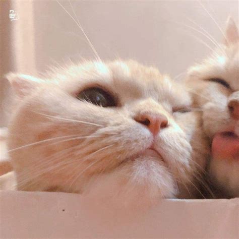 Pp couple kucing aesthetic pinimg