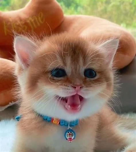 Pp kucing gemoy  Source: Promo khusus pengguna baru di aplikasi tokopedia! Pp wa kucing gemoy semoga kalian suka dengan rekomendasi animoji yang pikipo sediakan di atas
