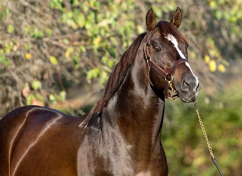 Preakness lineup 2021  One of the horses in an undercard race before today’s Preakness Stakes, the Bob Baffert-trained Havnameltdown, has been euthanized, after suffering a serious injury this afternoon, officials said