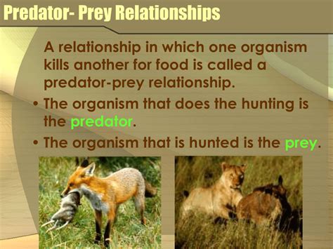 Predator prey online subtitrat A key challenge in the life of most animals is to avoid being eaten