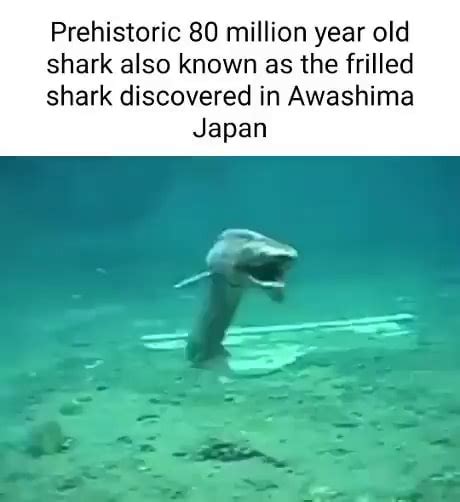 💢👉 News~ 2024 Prehistoric shark awashima marine park