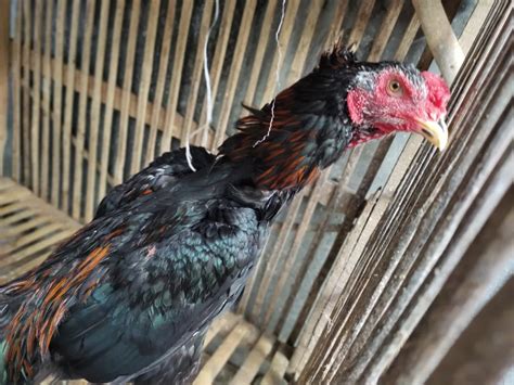 Primbon adu ayam berdasarkan warna bulu Permainancasinoonline