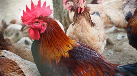 Primbon ayam aduan hari baik dan pantangan  Percaya atau tidak, itu tergantung dari anda sendiri