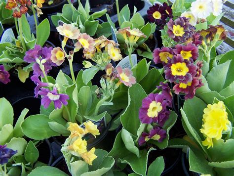 Primulas for sale  Perennials are a welcome addition to any garden since they blossom year after year to provide ongoing color and charm