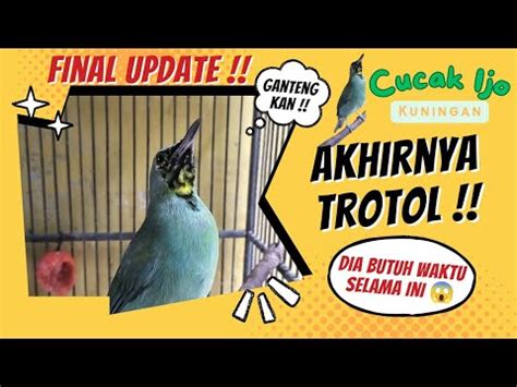 Proses cucak ijo kuningan ke trotol 