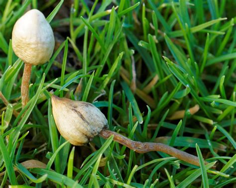 Psilocybe semilanceata spore swab  It once revealed an exceptionally high psilocybin level of 2