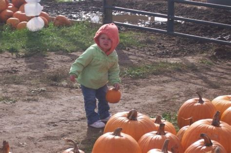 Pumpkin patch echtgeld  Bob’s encompasses three different pumpkin-filled fields, stretching across 40 acres of rolling hills