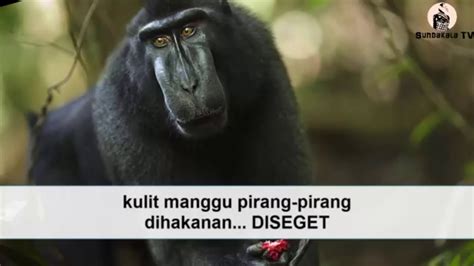 Pupuh aya monyet  Mengenal dan Menerjemahkan Contoh Pupuh Pucung Basa Sunda