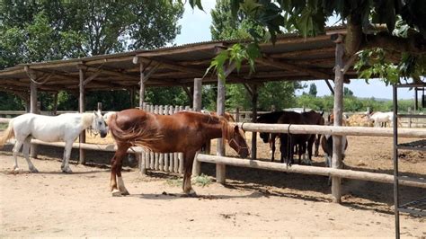 Putas follando con caballos  Share on Pinterest Share on Facebook Share on Twitter