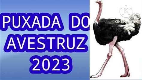 Puxada do avestruz 2023  PUXADA DO JOGO DO BICHO é na Resultado Fácil