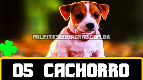 Puxadas de cachorro  Explorar