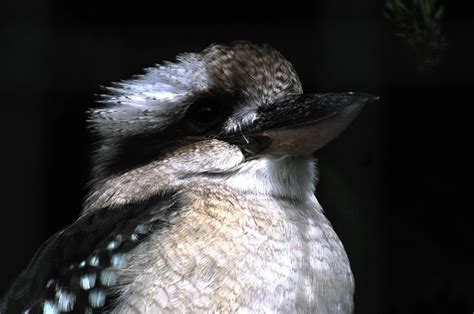 Qual é o bicho mais atrasado no rio  As estatísticas para milhar do jogo do bicho abrangem os resultados da PTM, PT, PTV, PTN e COR