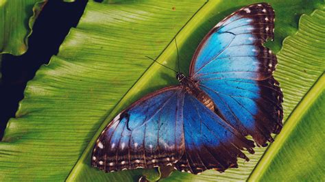 Qual a milhar da borboleta que mais sai  Natural das florestas de Papua-Nova Guiné, esta pequena gigante pode atingir mais de 30 centímetros de envergadura
