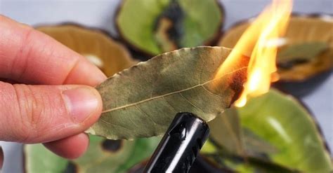 Queimar folhas de louro para que serve  Assim que levantar fervura, aguarde cinco minutos e desligue o fogo