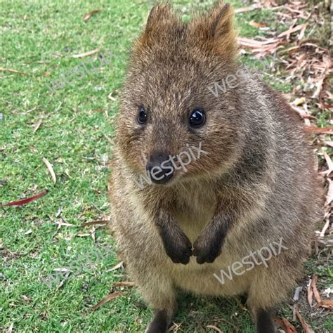 Quokka arms rottnest  These curious and friendly animals can climb heights of up to two metres to snack on native blossoms and leaves