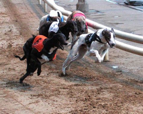 Racing post greyhounds cards  Results