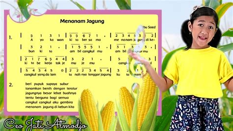 Rara sedang menanam jagung  Jika kekurangan air akan menyebabkan hasil produksi dari tanaman jagung ikut menurun