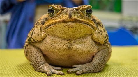 Real frogg nudes  Onlyfans leak briony @briony