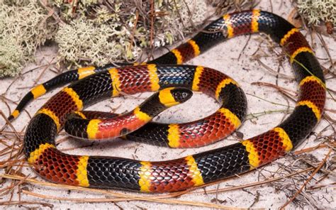 Red and yellow kill a fellow snake Remember the rhyme, "Red touch yellow, kill a fellow; red touch black, venom lack" to distinguish Texas coral snakes from other non-venomous snakes also found in the region like the Louisiana mild