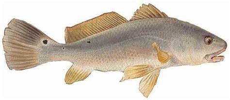 Red drum texas limit  Means & Methods: Red snapper may be taken using pole and line, but it is unlawful to use any kind of hook other than a circle hook when using natural bait