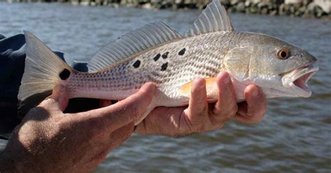 Red fish limit texas  White bass and striped bass runs occur in the spring (February-May) with most of the fishing occurring from Beaver Creek up into the Colorado River