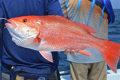 Red fish size limit fl  Slot limit of not less than 18" or more than 27"; no closed season; one fish per person per day limit