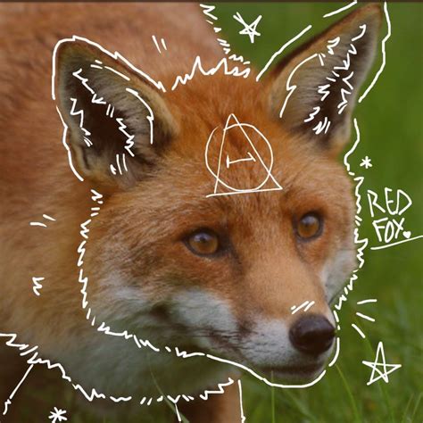 Red fox therian pfp  $112
