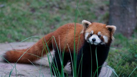 Red panda paradise echtgeld  The brand has tried to inject some life into this slot machine, but it feels way too much like their other animal themed activities