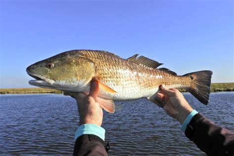 Redfish size limit in florida  Reduce the off-the-water transport limit from 6 to 4 fish per person