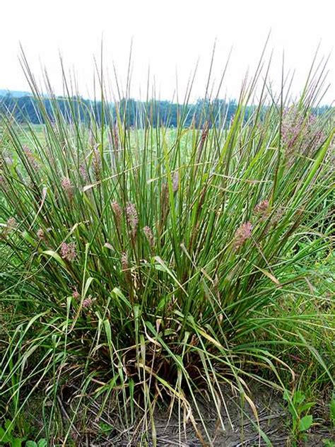 Redtop panicgrass pa ecotype 00 % Panicum rigidulum, PA Ecotype Redtop Panicgrass, PA Ecotype 57
