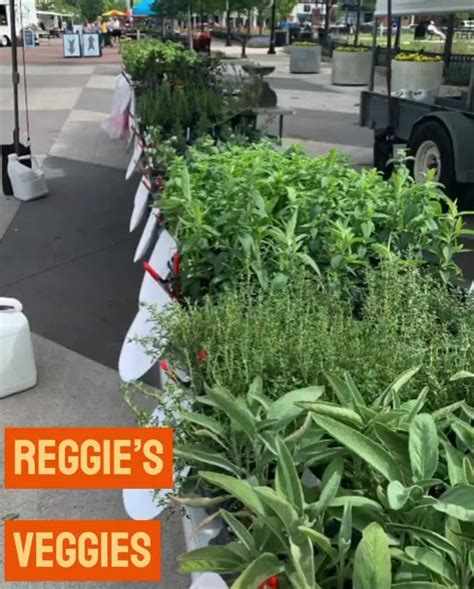 Reggies veggies C