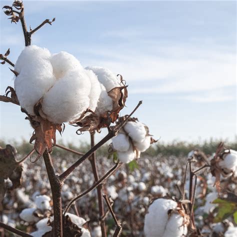 Rick's cotton tree Rick Cotton had been by the governor’s side for nearly three years