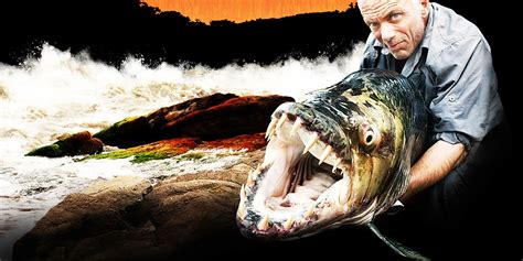 River monsters download  Koi carp "Xiaoluan" mistakenly got in