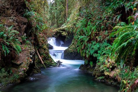 Rivers edge lake quinault  Image of nature, green, edge - 2037363301-360-316-9656