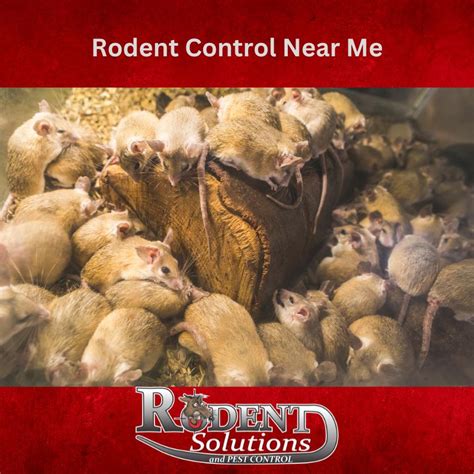 Rodent control strathdale Pest Masters provides rodent control service in Strathdale and surrounding suburbs