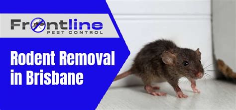 Rodent removal doncaster heights Marks Pest Control Doncaster Heights is a leading pest control and pest inspection company