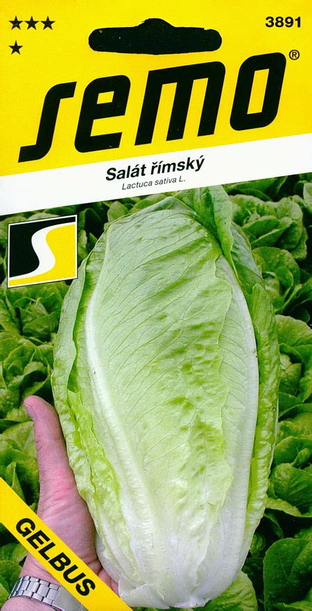 Romanlettuce  Seeds can be planted outside or you can germinate them indoors and transplant them later