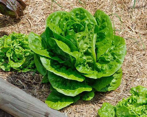 Romanlettuce mega CDC issues new warning after deadly E