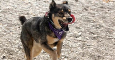 Rottsky welpen Dog cancer spread to the lungs is a cancer that has originated from another body part