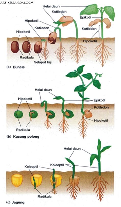Rpa tumbuh tumbuhan Akar merupakan komponen penting dalam struktur anatomi tumbuhan yang terdiri dari beberapa bagian, salah satunya rambut akar