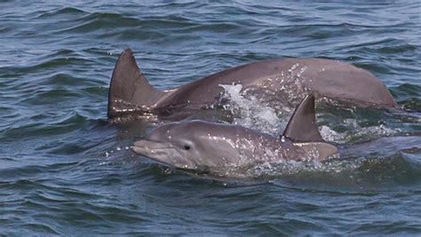 Rudee dolphin tours virginia beach  “ Good Food, Great View ” 09/27/2023